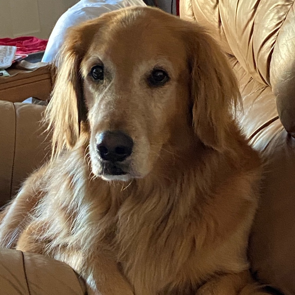 Meet your Posher, Kody